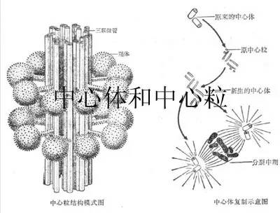 细胞核心动力之源，中心体的综合解析与优化策略