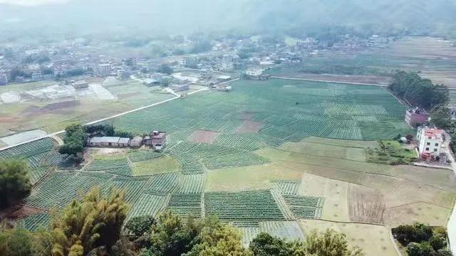 旺村镇，乡村振兴的璀璨明珠闪耀未来之路