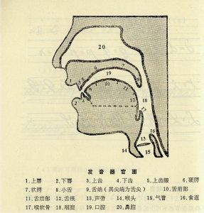 睒睒读音解析，如何准确发出这个独特音节？