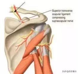 失神经电位改变深度解析及其意义探究