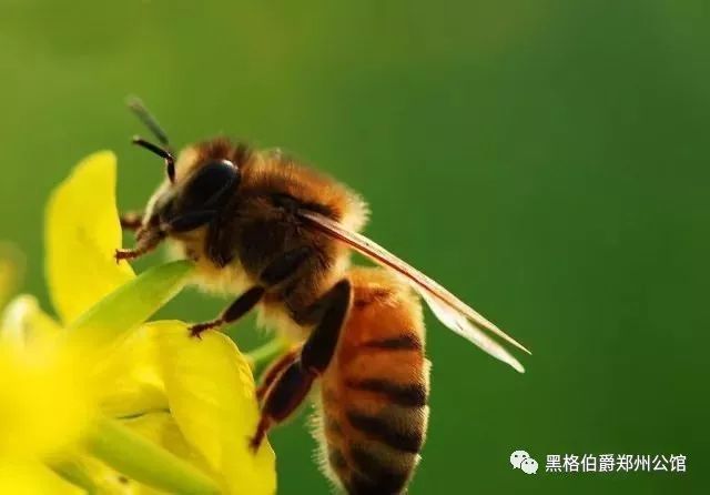 Tree New Bee，解析英文术语及其重要性