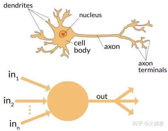 运动神经元病成因深度解析与探讨