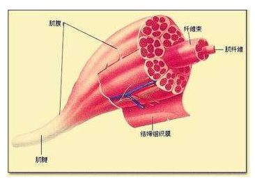 横纹肌溶解肌肉肿胀治疗详解，全方位指南