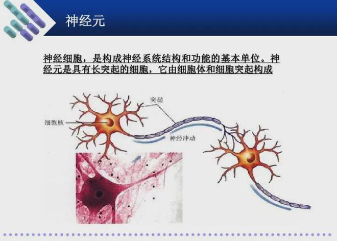 运动神经元病详解，症状、存活期限与影响因素探讨