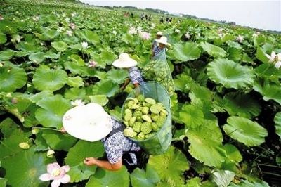 江秋莲子女数量揭秘，深度探究真实情况