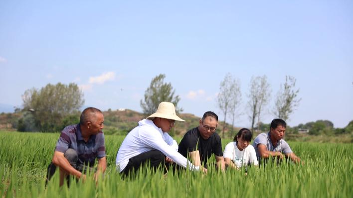 琴城镇天气预报，精准预报，便捷生活出行指南