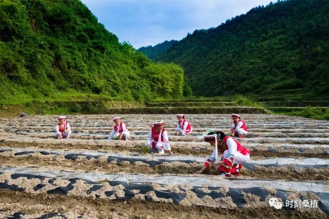 麦地坪白族乡项目最新进展与未来前景展望